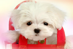 魔兽世界7.0恶魔猎手过场剧情（中文版）